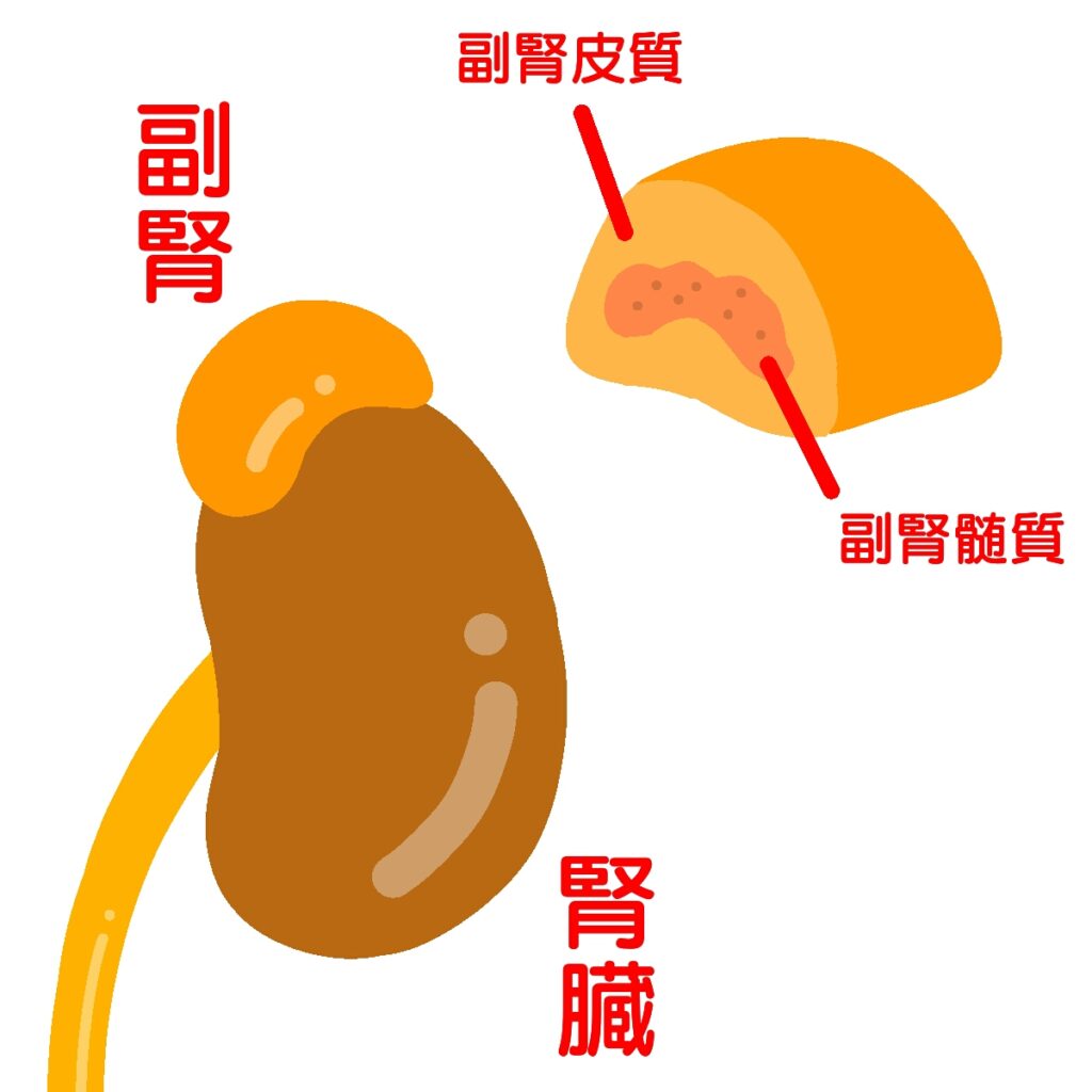 副腎皮質イラスト